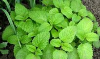 How to Grow Lemon Balm