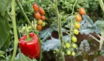 Vegetables to Grow Alongside Tomatoes