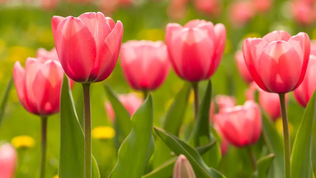 How to Plant Tulip Bulbs