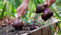 How to Grow Red Onions