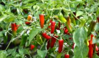 How to Grow Serrano Peppers