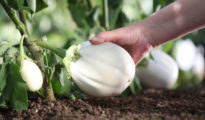 How To Grow White Eggplant