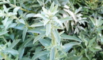 How to Grow White Sage