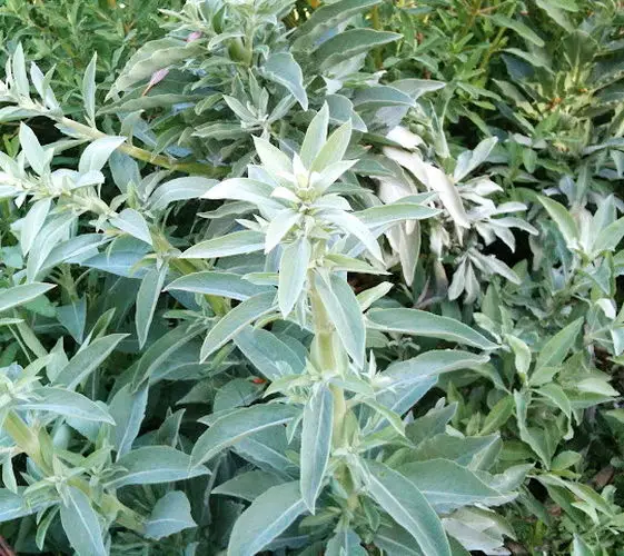 How to Grow White Sage