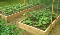 How to Trellis Zucchini