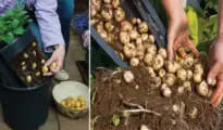 How to Grow a Hundred Pounds of Potatoes in a Pot