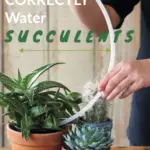 How to Water Succulents