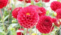 Planting Dahlia Bulbs & Dahlia Care