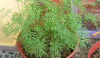 How to Grow Dill in Pots