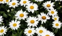 How to Plant Daisies