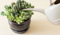 How to Water Succulents the Correct Way