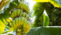 How to Care for Banana Trees