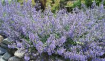 How to Grow Catmint