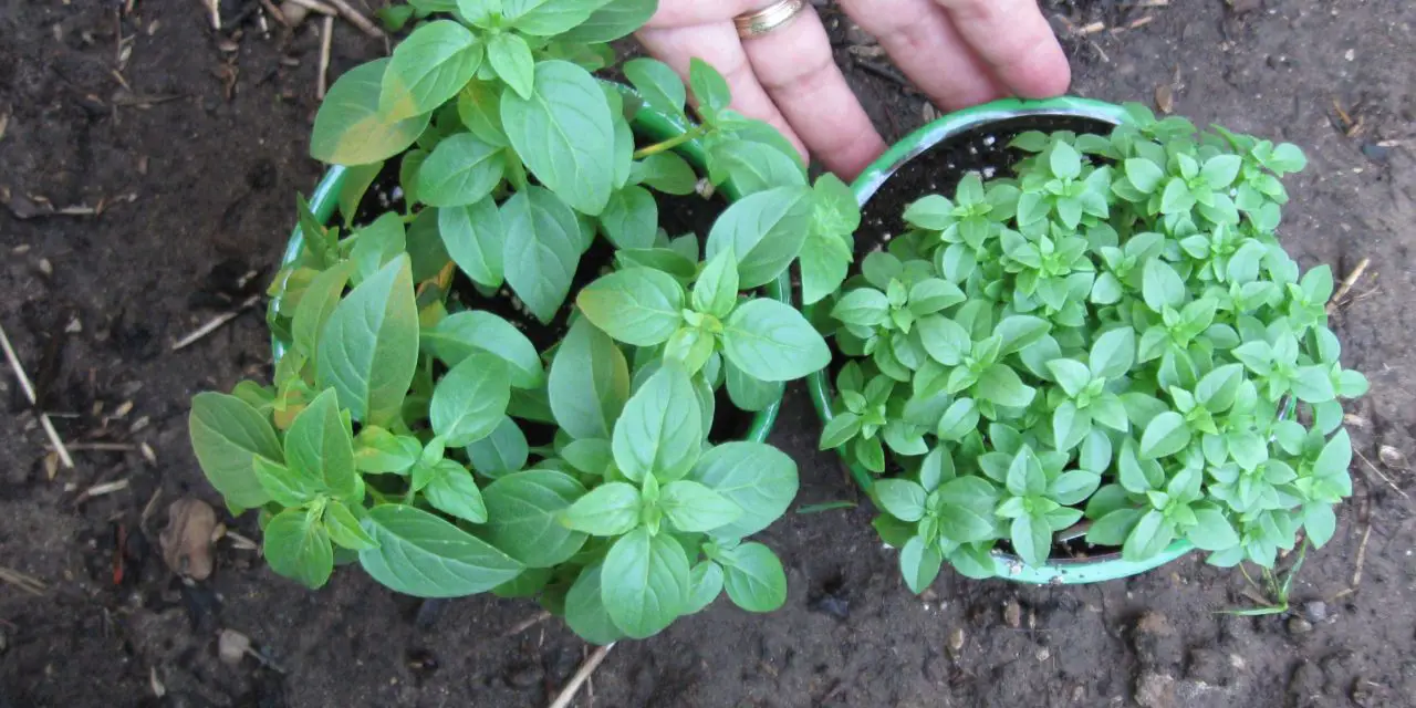 How to Grow Spicy Globe Bush Basil