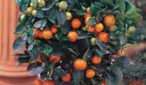 Dwarf Citrus Trees