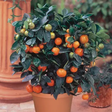 Dwarf Citrus Trees