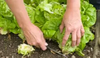 When to Harvest Lettuce & How to Do it Correctly