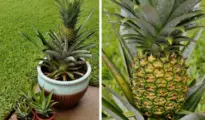 How to Grow A Pineapple In Your Home or Garden