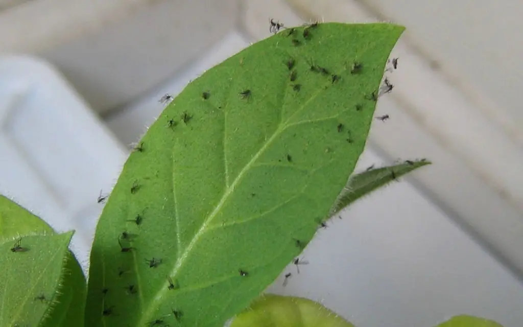 The Tiny but Mighty Pest: Understanding Gnats and How to Control Them