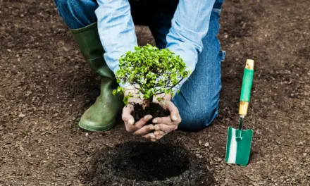 How to Plant a Tree