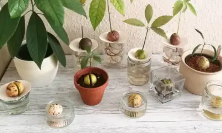 How to Grow Avocado Indoors