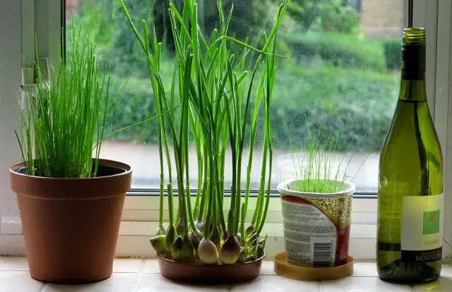 How to Grow Garlic Indoors