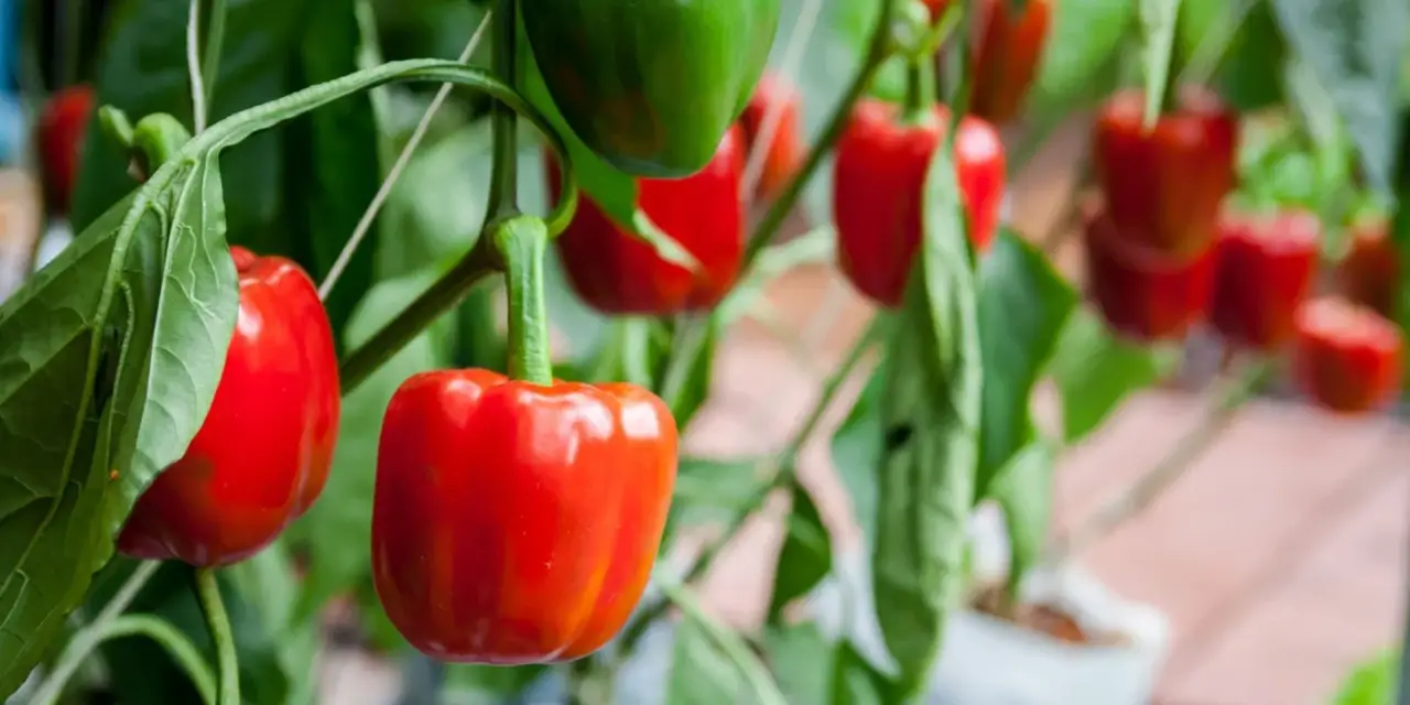 How to Grow Bell Peppers in a Pot