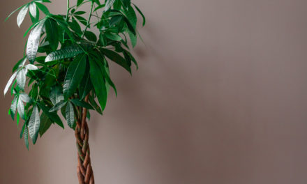 How to Care for a Money Tree