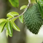 soursop tree