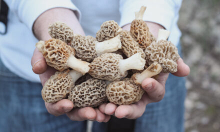 How to Grow Morel Mushrooms