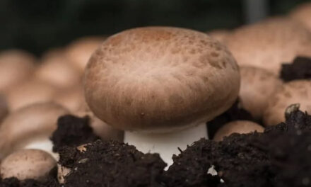 How to Grow Portobello Mushrooms