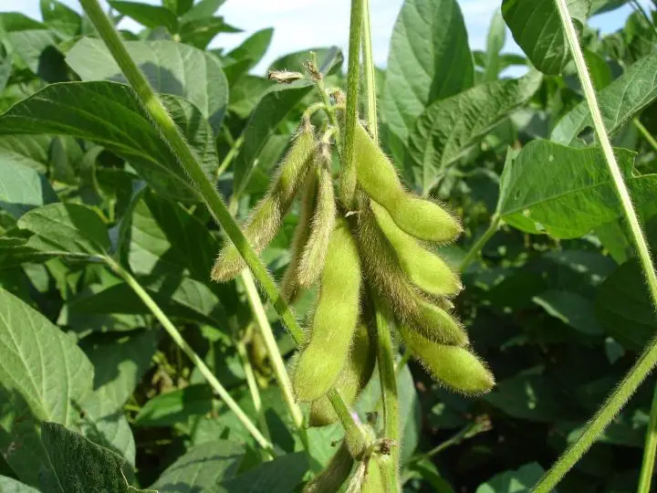 How to Grow Edamame Plants