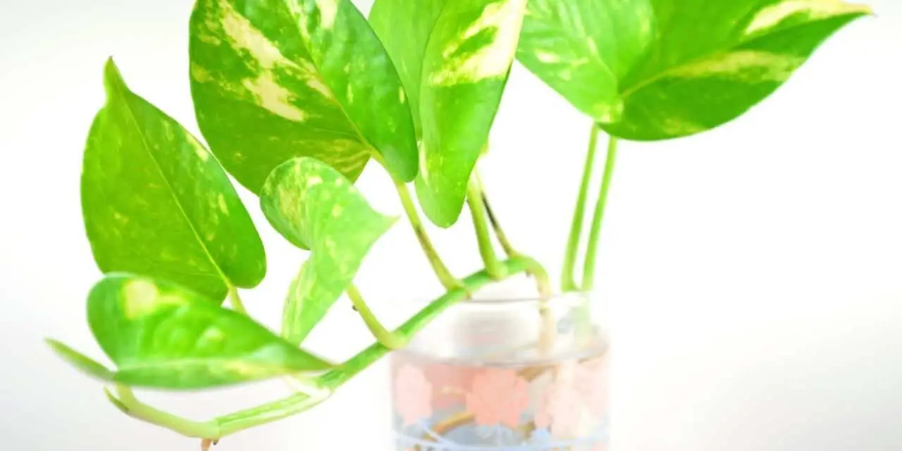 How to Grow Pothos in Water