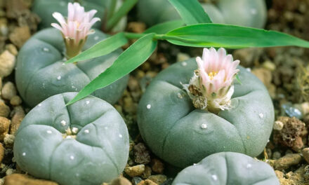 How to Grow Peyote