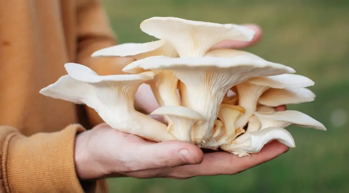 How Long Does it Take to Grow Mushrooms?