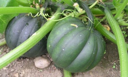 How to Grow Acorn Squash