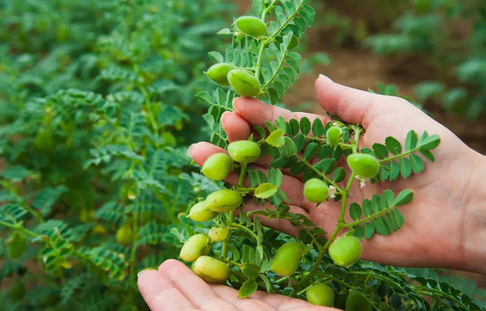 How to Grow Garbanzo Beans