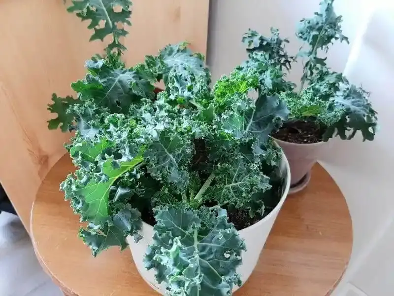 How to Grow Kale Indoors