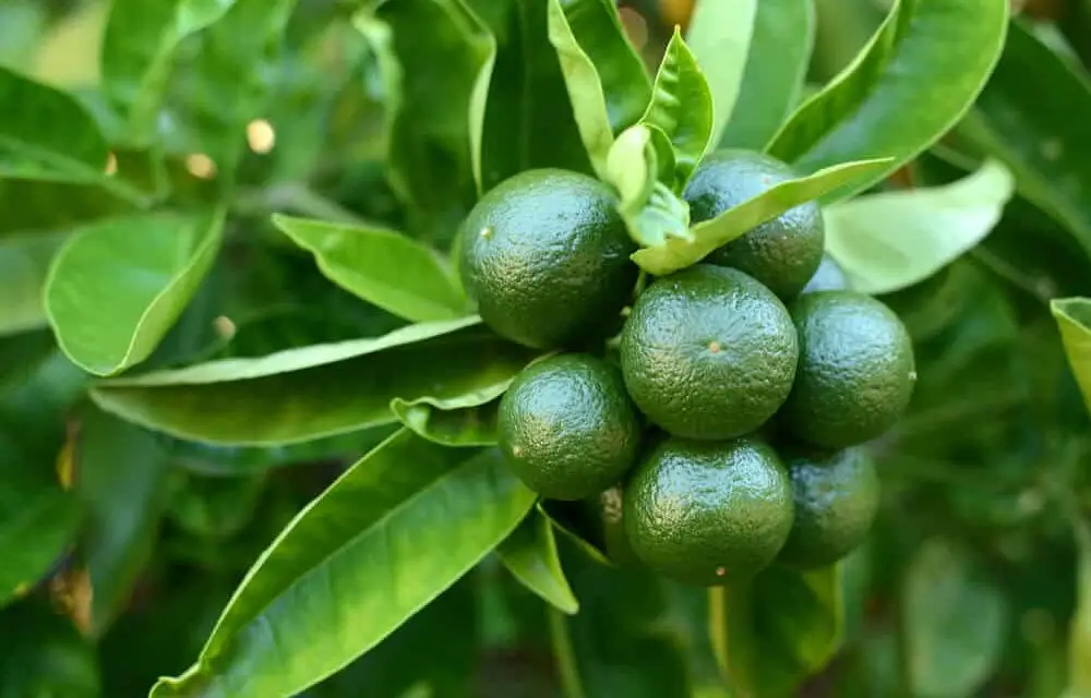 How to Grow a Lime Tree From Seed