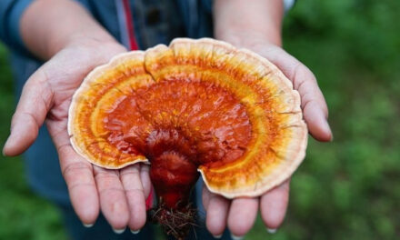 How to Grow Reishi Mushrooms