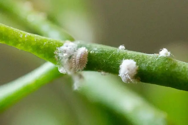 Pest Control Tips: How to Control Mealybugs in Your Garden