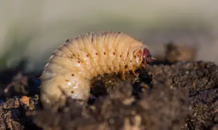 How to Get Rid of Grub Worms Naturally