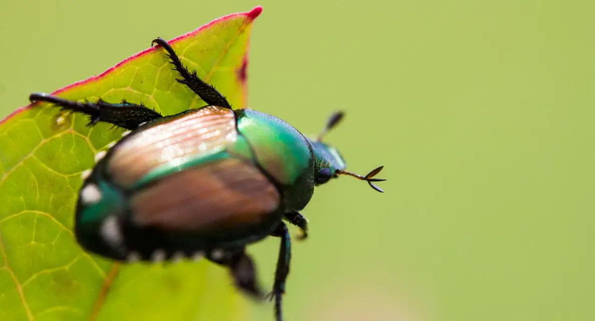 How to Get Rid of Japanese Beetles in the Garden