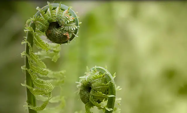 How to Grow Fiddlehead Ferns