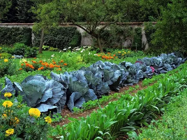 Starting a Vegetable Garden: Step-by-step Guide for Beginners