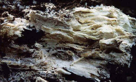 White Rot: Nature’s Mighty Recycler and Its Impact on Wood Decay