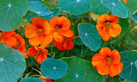 How to Grow Nasturtiums in Your Garden