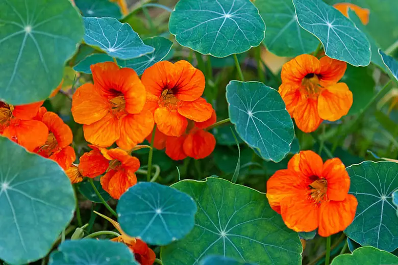 How to Grow Nasturtiums in Your Garden