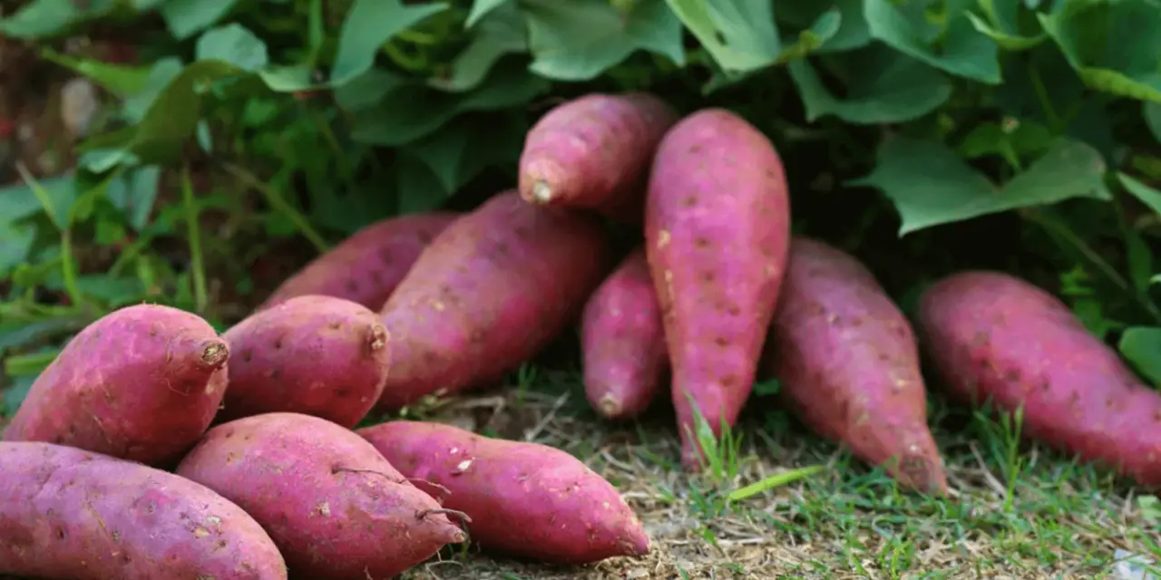 How to Grow Purple Sweet Potatoes