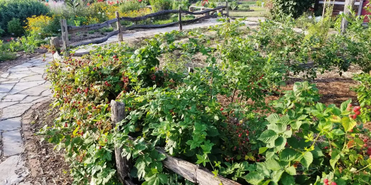 How to Start Your Own Berry Patch